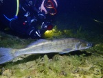 Abschluss der Freiwassersaison mit Nachttauchen 2024